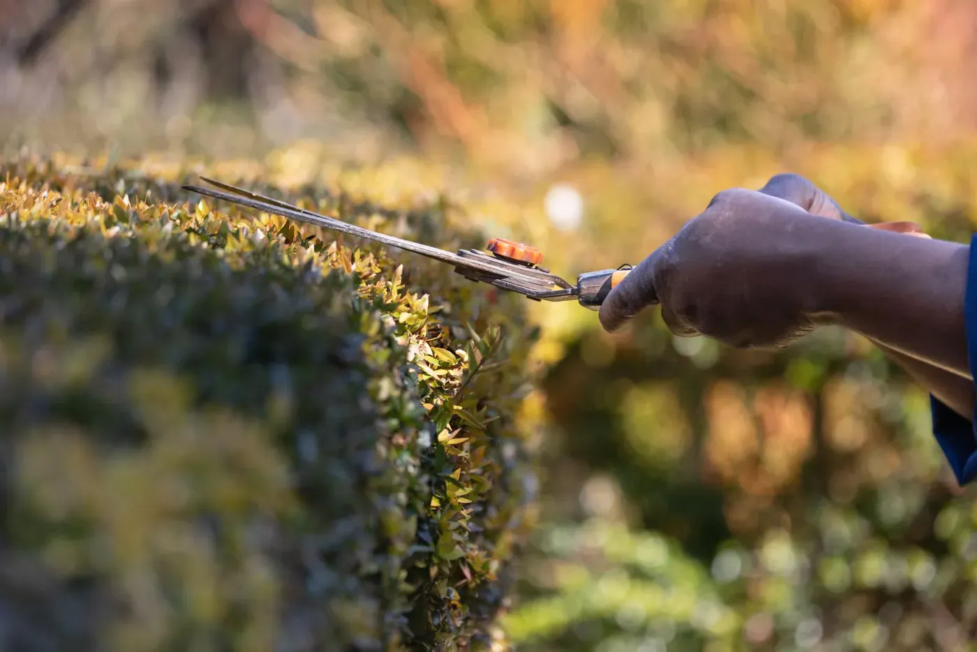 A gloved hand trimming the top of a hedge with garden shears.